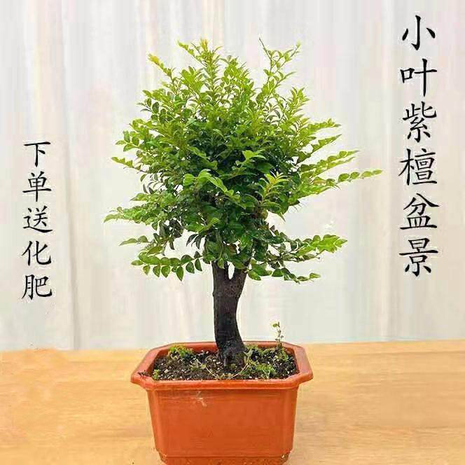 小叶檀香紫檀盆景树桩客厅桌面净化空气盆栽黑骨茶四季常青,鲜花速递/花卉仿真/绿植园艺,绿植,淘宝优惠券,粉丝福利购,淘宝优惠卷