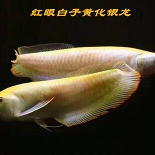 白子黄化银龙活体大型热带观赏鱼耐活好养练手鱼金龙鱼