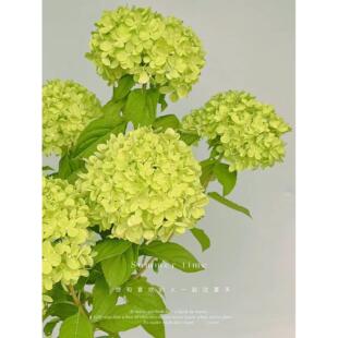 圆锥绣球活力青柠室外木本花卉盆栽别墅庭院花镜植物耐热耐寒