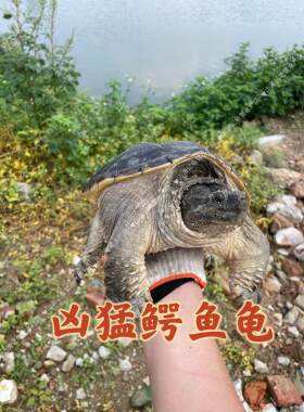 特大龟鳄鱼龟食用大鳄龟人工养殖鳄鱼龟活体观赏龟鳄龟食用红烧