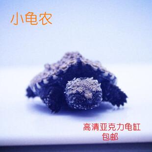 小龟农发色缸亚克力鱼缸水族乌龟黑白色盒隔离箱繁殖箱窄桥虎纹斗