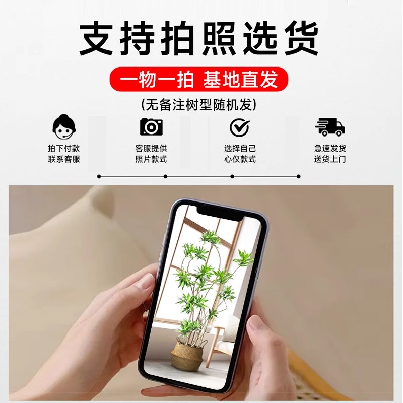 百合竹客厅绿植室内大型盆栽金边金心真花百合树竹绿植物造型老桩