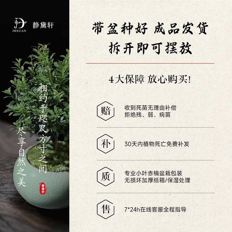 小叶赤楠盆栽老桩盆景金丝楠木紫檀绿植旺宅办公室内桌面四季好养