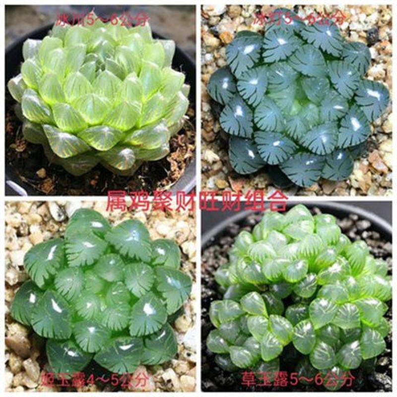 极速玉露多肉植物组合盆栽包邮新款超萌多肉清棚 室内绿植花卉含