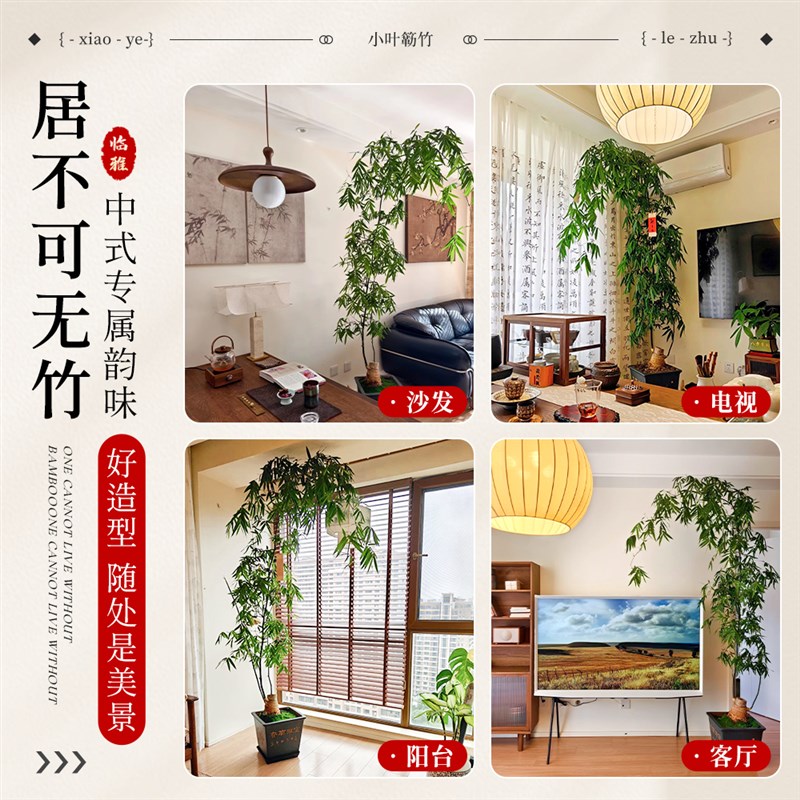 小叶簕竹老桩盆景竹子盆栽小叶勒竹室内客厅茶室绿植熟桩四季好养