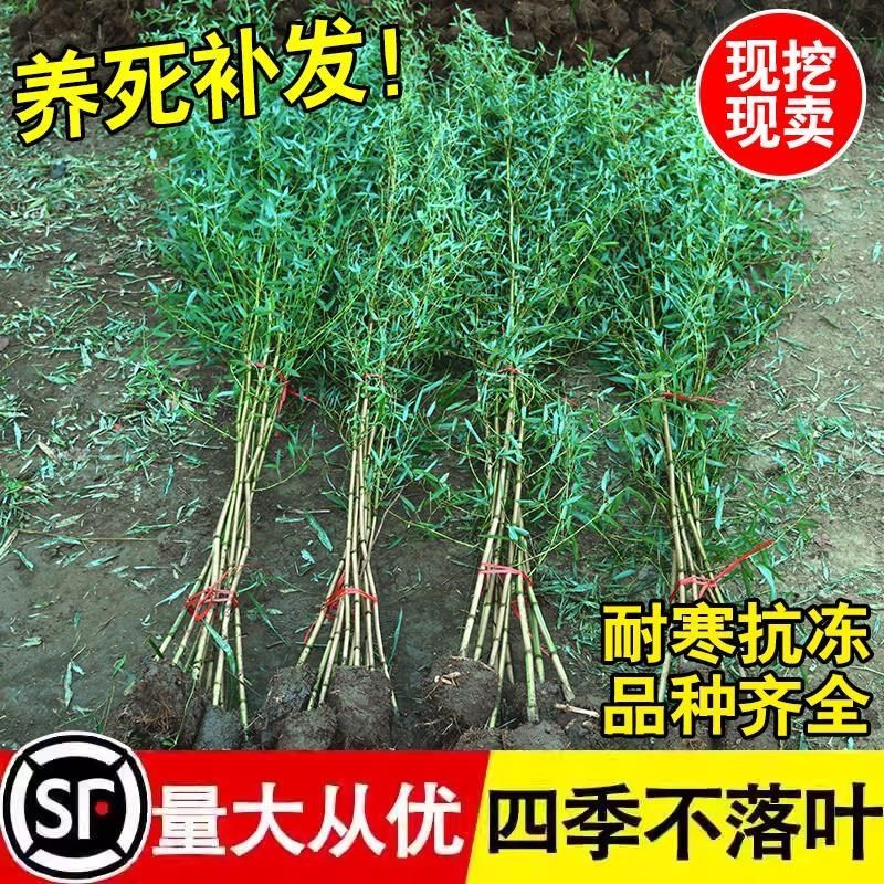 紫竹苗矮化观赏紫竹老根庭院室外耐寒竹子苗盆栽毛竹金镶玉竹绿植