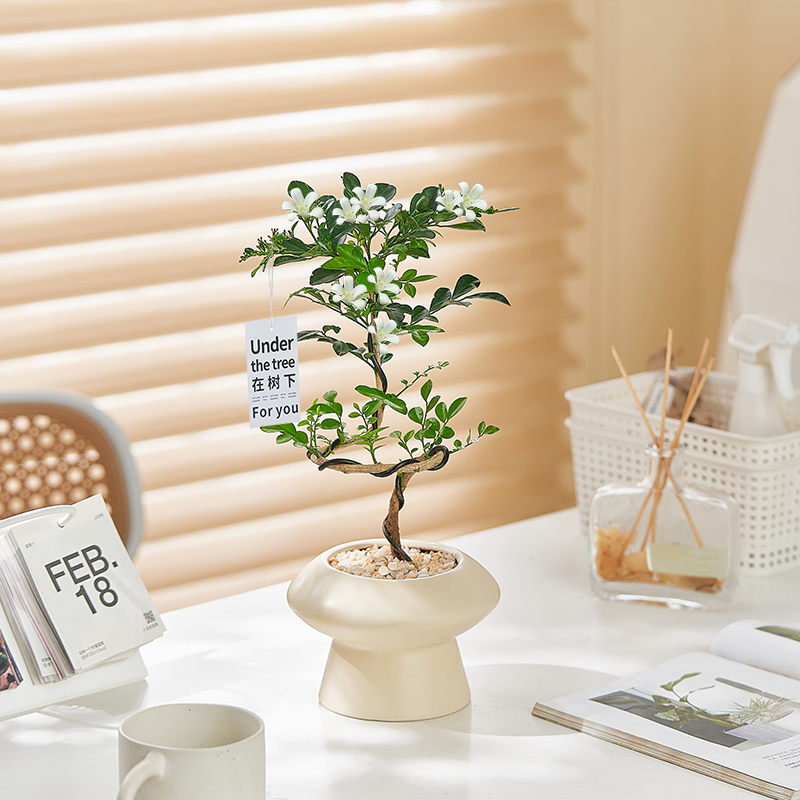造型九里香盆栽七里香老桩室内办公室客厅桌面绿植开花植物ins风