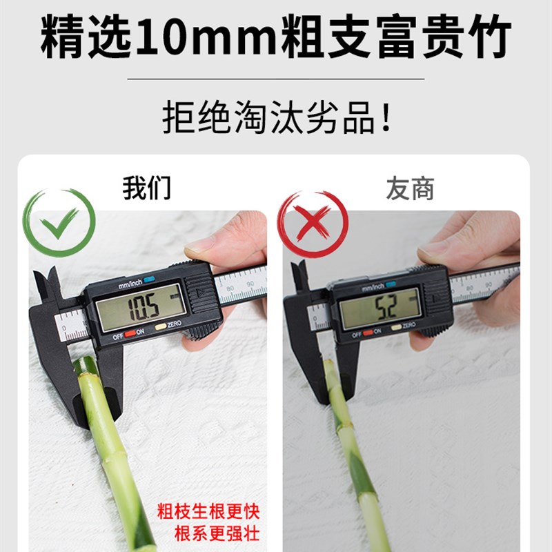 富贵竹水培植物转运竹绿植室内好养盆栽观音竹客厅招财鲜花发财树