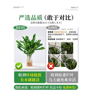 水培植物高大螺纹铁观叶绿植客厅室内好养无土纯水培盆栽四季常青