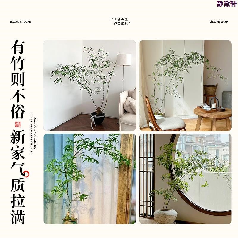 小叶簕竹成品盆景禅意老桩竹子盆栽室内客厅勒竹大型绿植落地植物