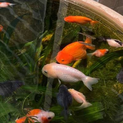 古法丁养鱼水草生态原生缸懒人植物红香南极杉一叶莲浮萍