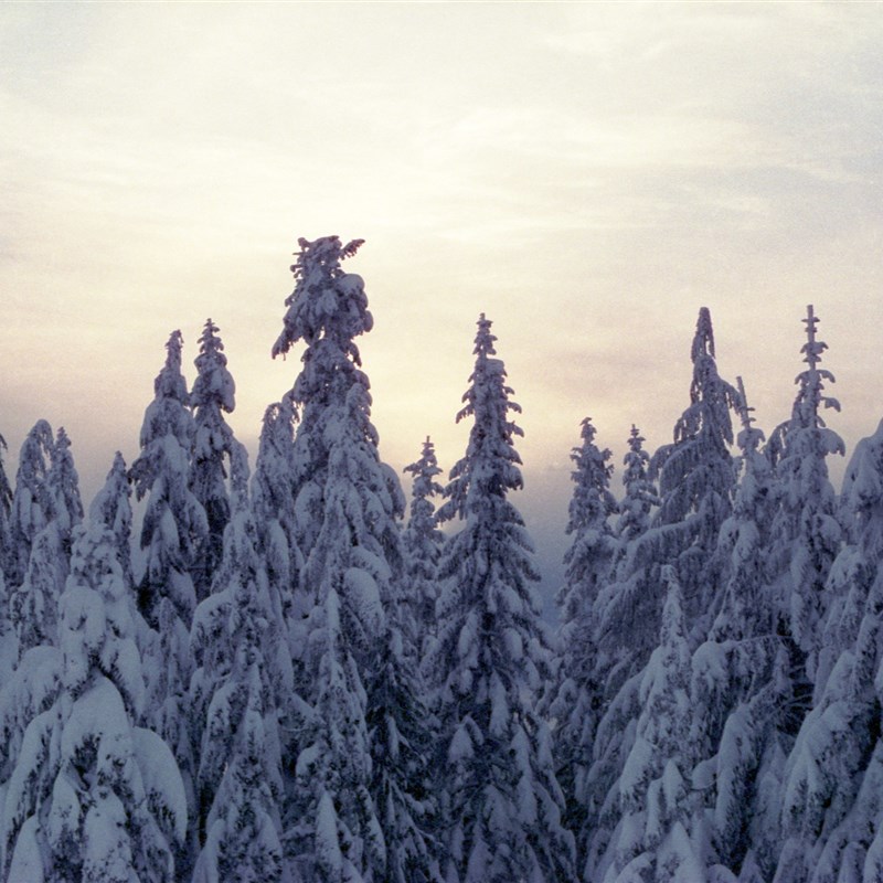 除碳电影卷400D彩色负片135胶卷c41菲林冲洗工艺2024年现货 包邮