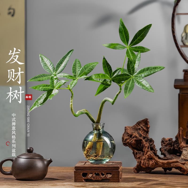 水培植物发财树奇趣造型办公室内桌面绿植招财摆件四季常青好养