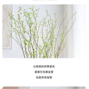 水培植物龙柳鲜枝切花水养绿植雪柳干支室内吊钟泡水长根装饰盆栽