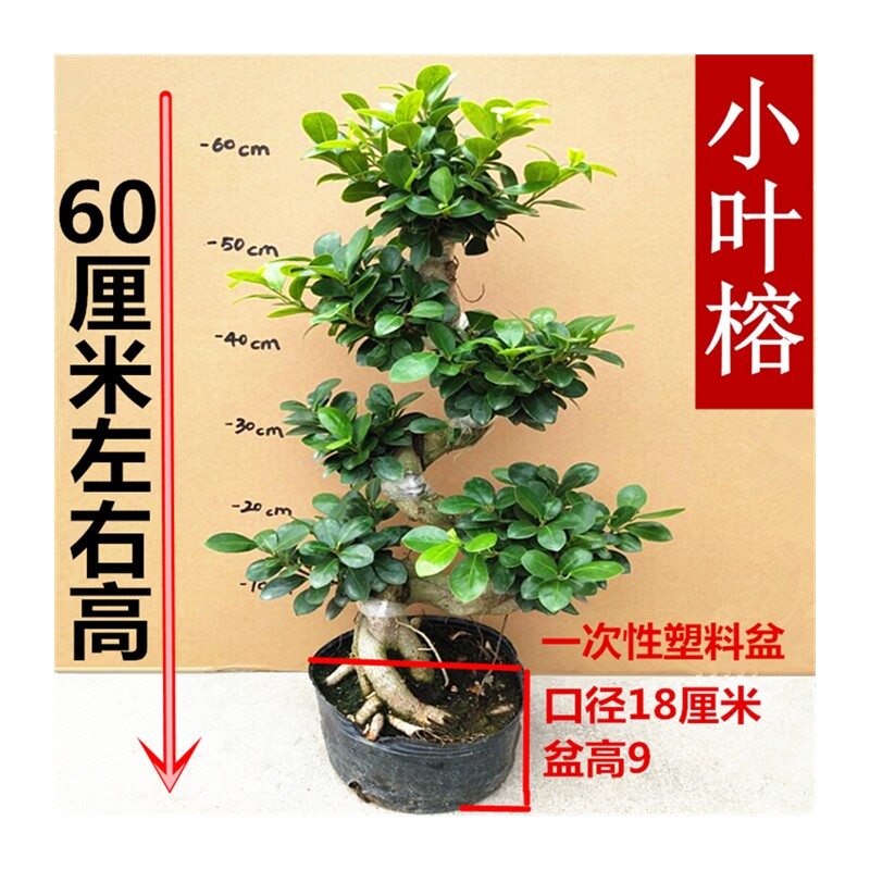 极速摇钱树绿植盆栽小叶榕树盆景树桩 植物室外阳台S造型榕树金钱