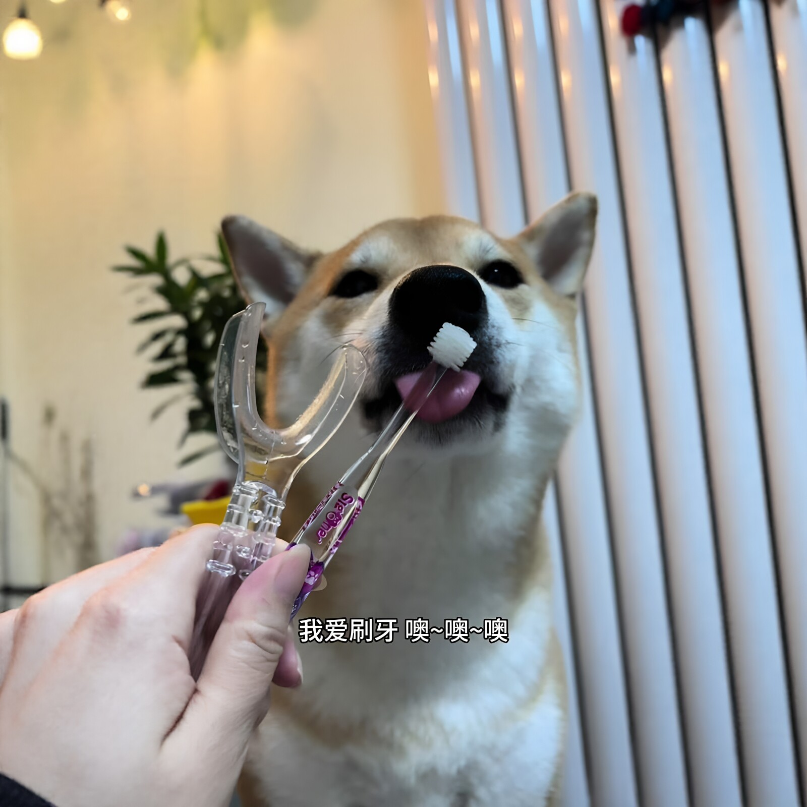 小狗刷牙邪修扩嘴神器！辅助器图片