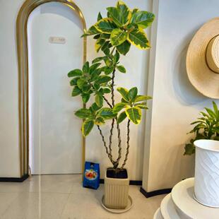 大型飘枝黄金榕老桩花叶橡皮树赤贫风侘寂风室内大型绿植好养耐阴