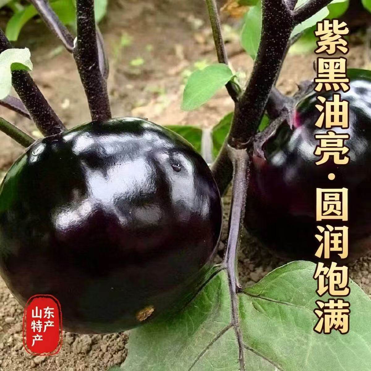 5斤山东紫光圆茄子现摘鲜嫩茄子精选当季时令蔬菜整箱农家自种