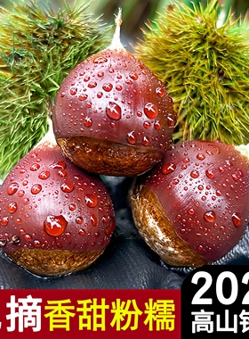 2025年新鲜生板栗建瓯锥栗高山油栗子现摘野生毛栗带壳榛子可糖炒