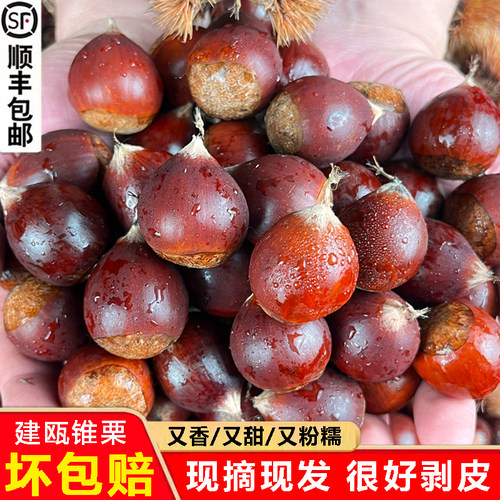2025年生锥栗现摘现发顺丰包邮