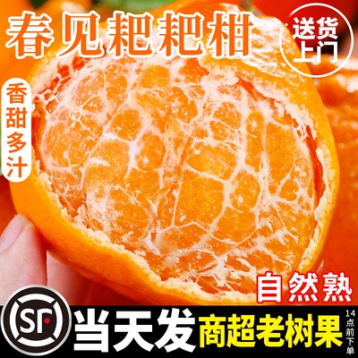 耙耙柑正宗四川春见现摘发货官方旗舰店新鲜丑八怪柑橘子当季水果
