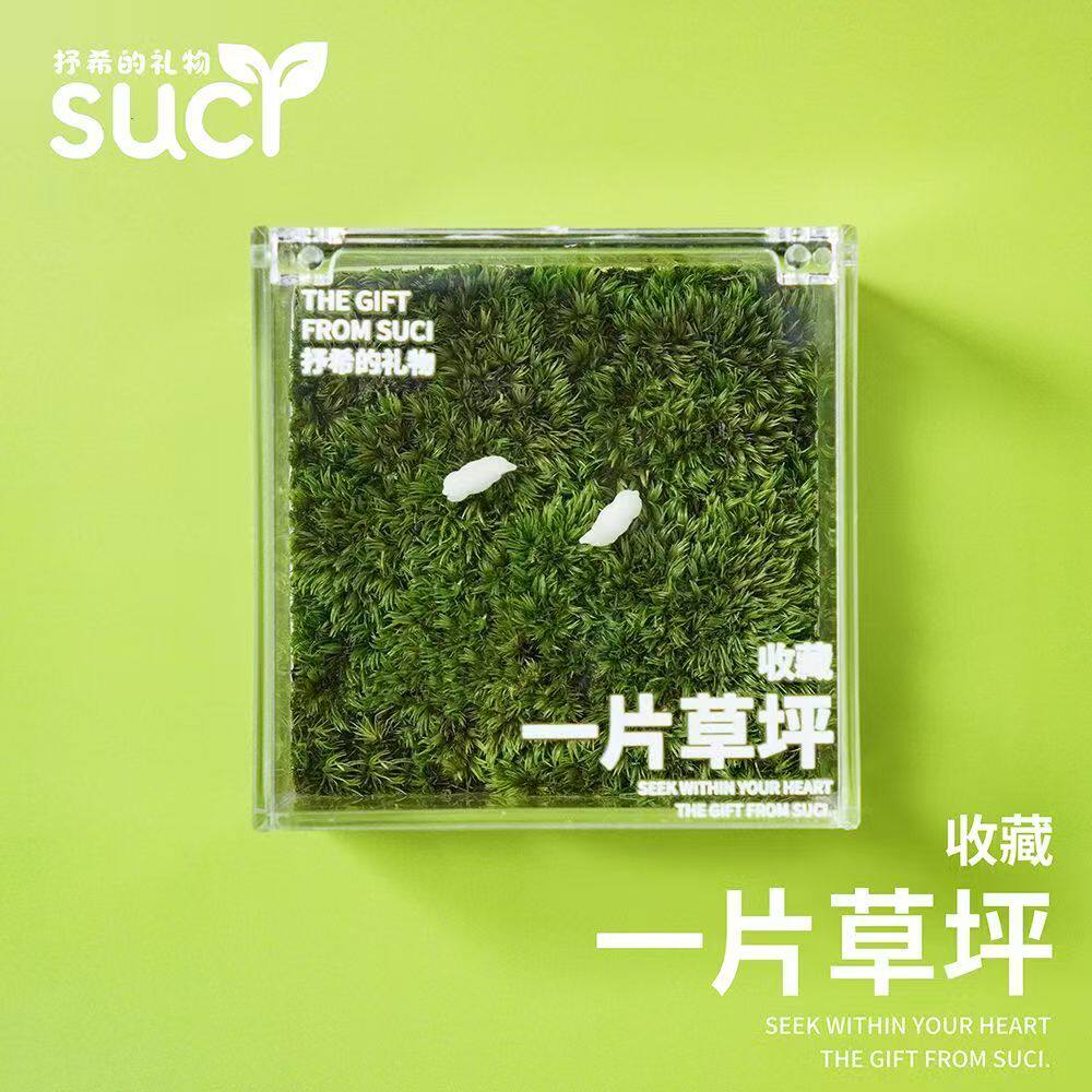 一片草坪迷你苔藓盒办公室桌面