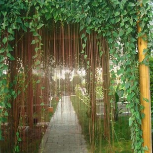 一帘幽梦爬藤植物锦屏藤苗阳台庭院凉亭地盆栽攀爬植物珠帘藤苗