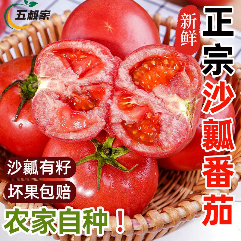 云南昆明正宗普罗旺斯西红柿孕妇新鲜水果当季沙瓤现摘番茄蔬菜