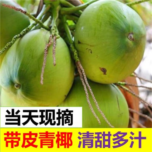 正宗海南椰子新鲜奶香椰海南特产纯天然带皮椰青孕妇水果汁水多31