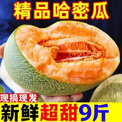 现摘哈密瓜新鲜水果斤西州蜜瓜当季老汉瓜网纹甜瓜香一整箱包邮82
