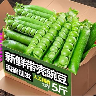 现摘新鲜豌豆9斤带壳青豆角粒云南应当季农家蔬菜甜豆荚整箱包邮