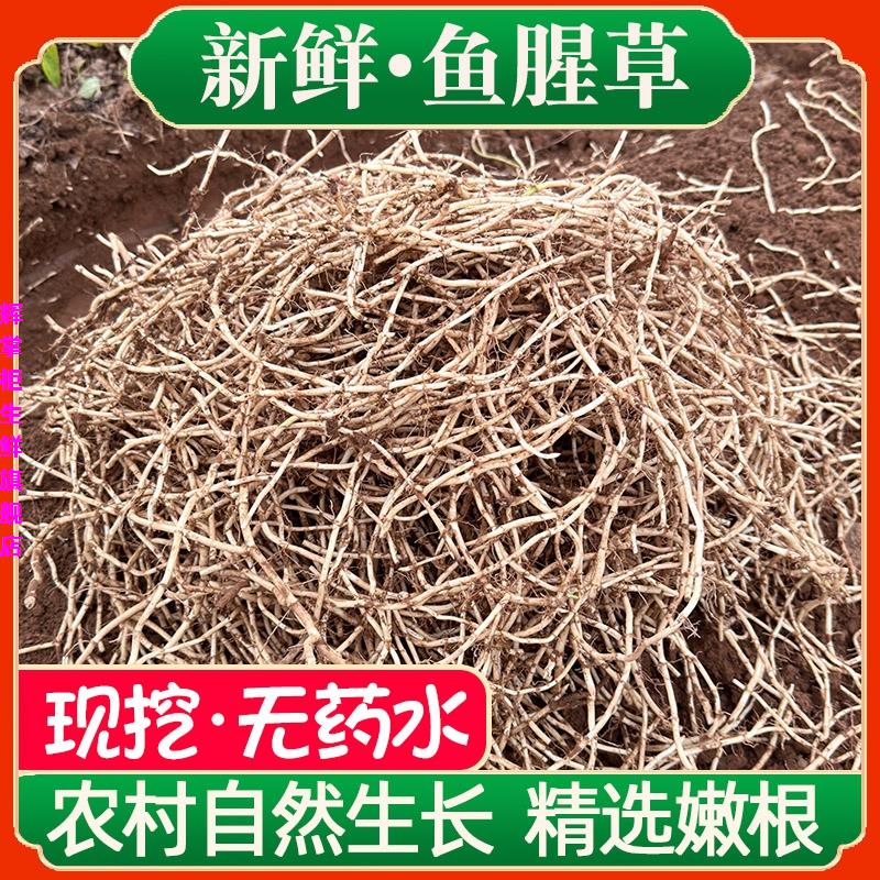 新鲜折耳根鱼腥草猪鼻孔鱼心草