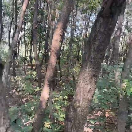 淄博烧烤木炭无烟烧烤炭韩式烤肉专用碳环保炭钢碳健康原木实木炭