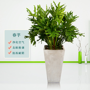 极速龟背竹北欧风大叶春芋春羽室内外办公室大绿植物甲醛搬家送礼