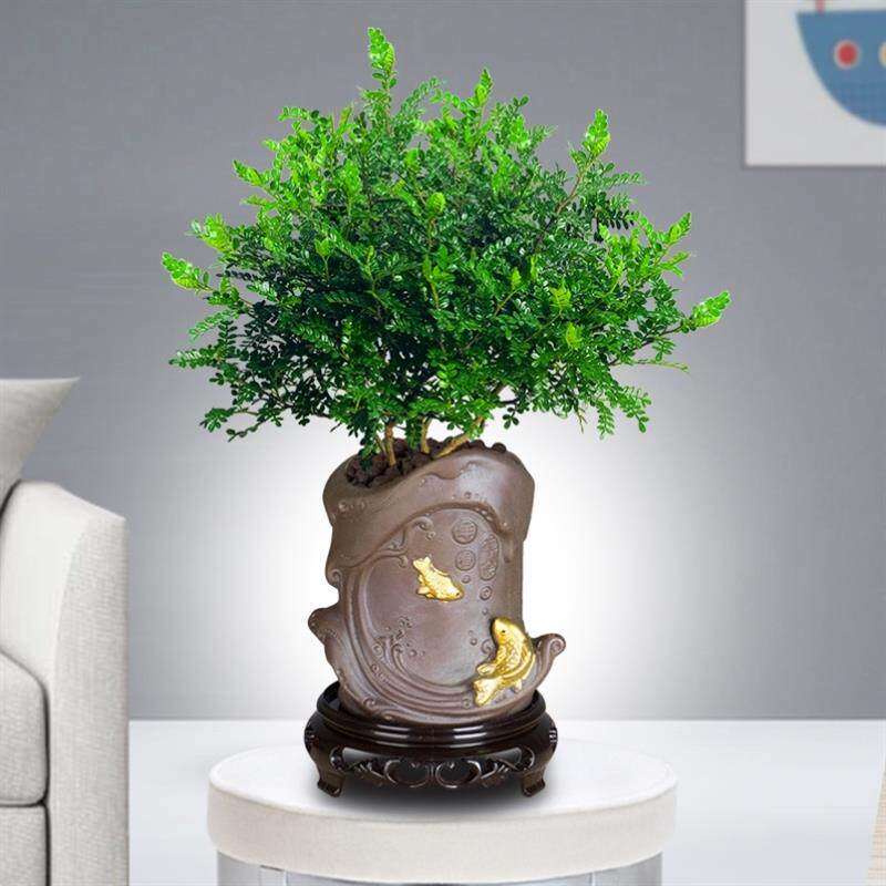 极速防赶熏蚊子的植物熏蚊草蚊子怕的除蚊植物祛区去文草驱蚊驱蝇