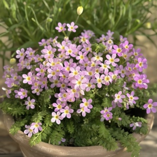 羽叶报春花耐低温阳台盆栽客厅多年生草本花卉新手友好易爆花