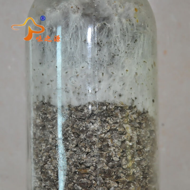 双孢菇菌种栽培种一级种二级种三级种栽培种母种试管