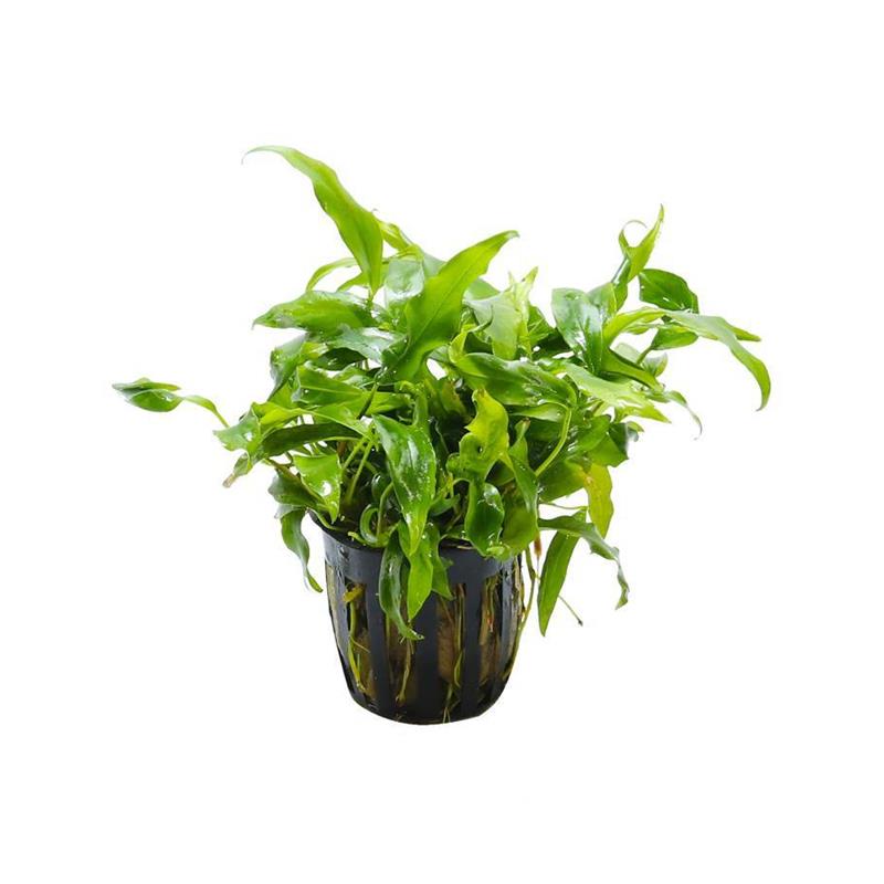 迷你水兰水草苦草椒草原生溪流鱼缸造景套餐阴性水下淡水植物