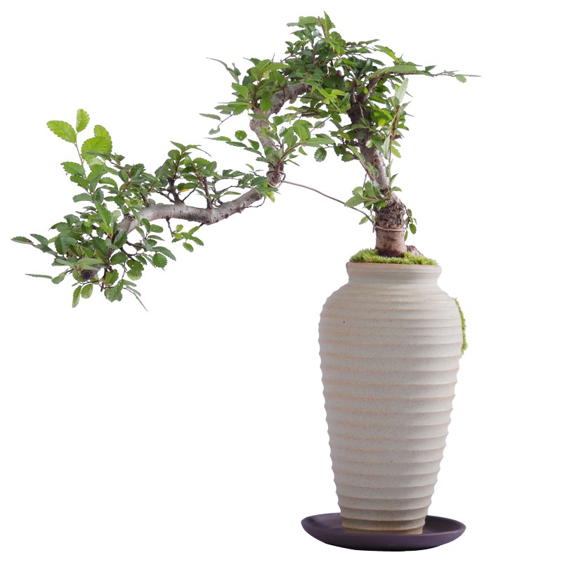 榆树真盆景室内悬崖式植物造型摆件中式茶几玄关阳台绿植花卉盆栽