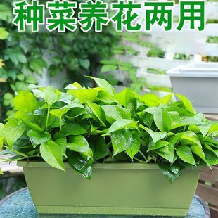 Roof box 新品 planting artifact bubble vegetable