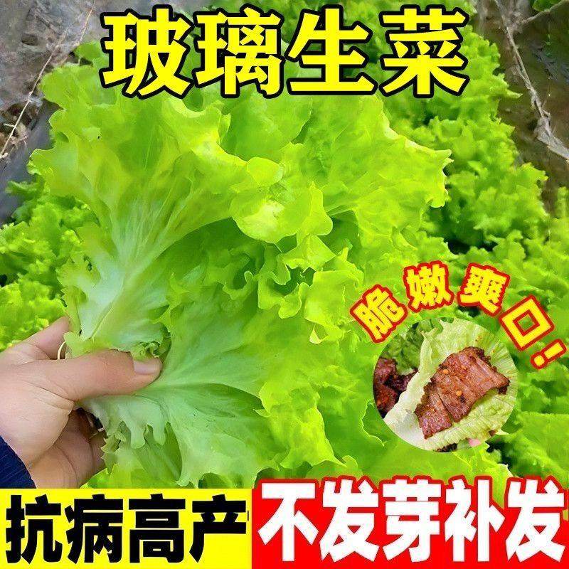 四季甜脆玻璃生菜种孑种子脆嫩生吃生菜种籽阳台四季盆栽春季蔬菜,鲜花速递/花卉仿真/绿植园艺,家庭园艺种子,淘宝优惠券,粉丝福利购,淘宝优惠卷