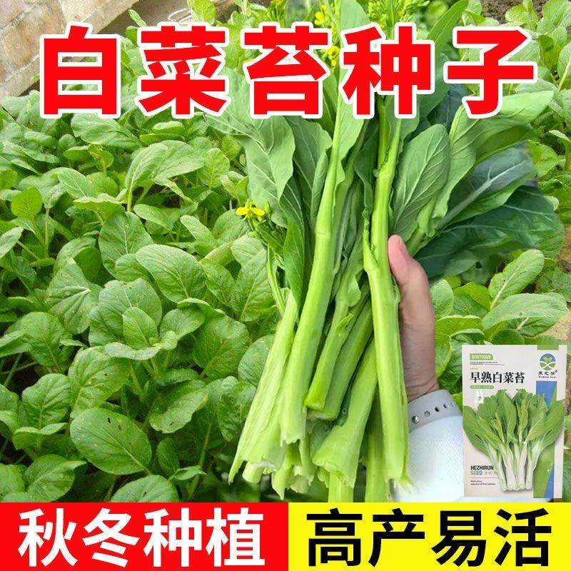 早熟白菜苔菜种四季早熟阳台庭院蔬菜奶油白菜种子菜心种子耐热晒,鲜花速递/花卉仿真/绿植园艺,家庭园艺种子,淘宝优惠券,粉丝福利购,淘宝优惠卷