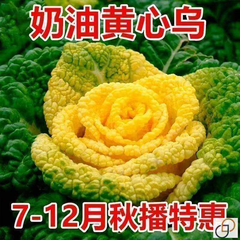 乌塌菜种籽耐寒黄心菜菊花心菜大白菜当季四季播蔬菜黄金乌种籽