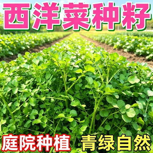 西洋菜种子四季可种豆瓣菜脆嫩多汁阳台池塘庭院蔬菜菜籽