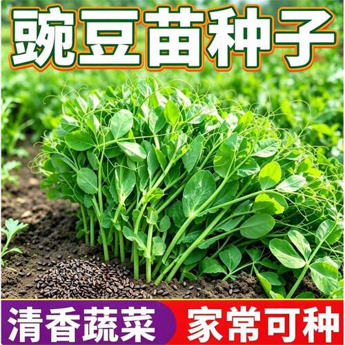 (新种到啦)豌豆尖苗种子