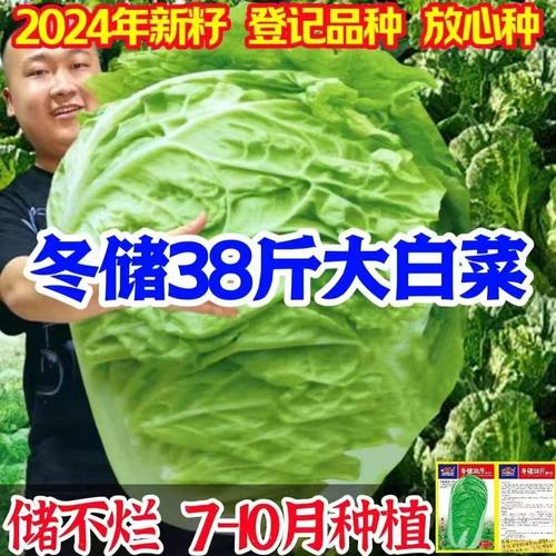 秋冬储38斤大白菜种子特大包心白菜种孑耐寒四季夏播高产蔬菜种