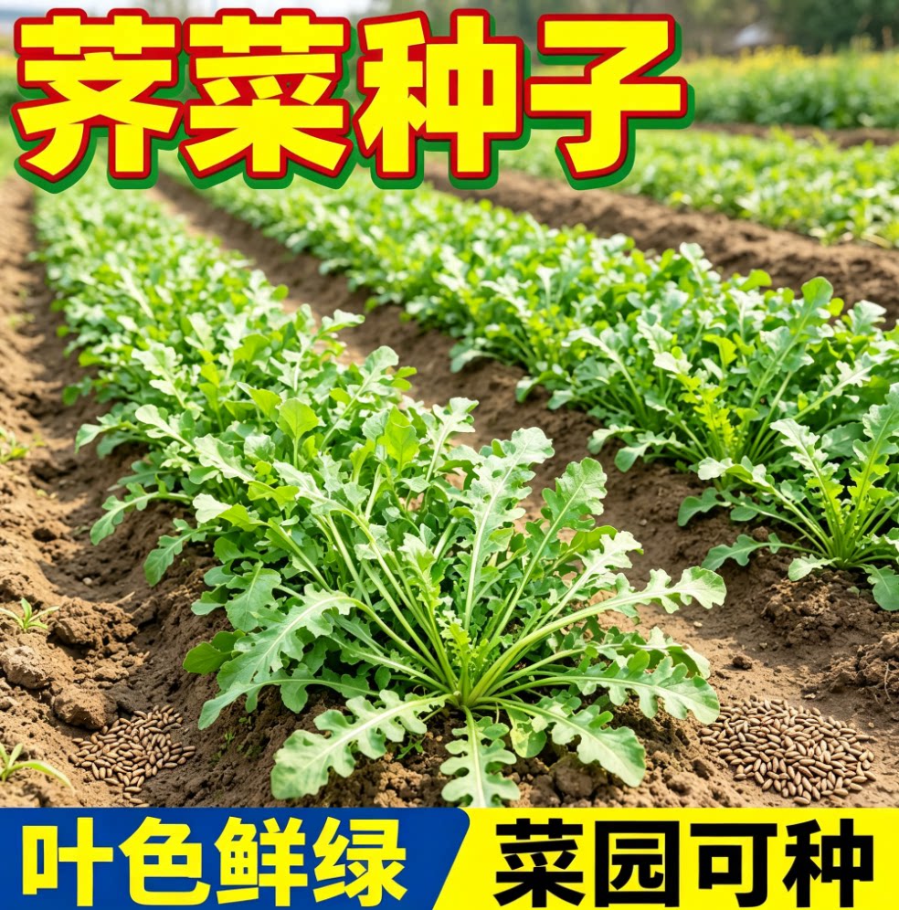 荠荠菜种子农家播种植大叶春季食用菜阳台盆栽疏蔬菜种籽孑图片