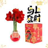 方德荷兰进口种球蜡封朱顶红蜡球周长28cm30cm年宵花礼盒礼品礼物