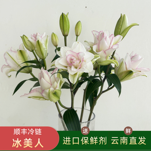 冰美人重瓣香水百合花鲜切花家用插花真花鲜花顺丰云南基地直发