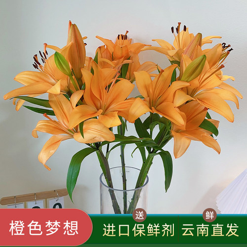 云南直发无香橙色梦想亚百合鲜花